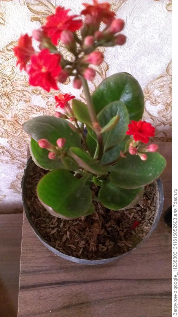 Здраствуйте, пожалуйста помогите с названиями и видами этих растений.