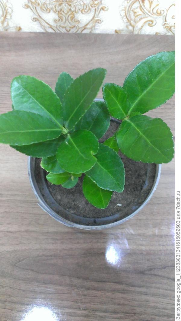 Пожалуйста помогите с названием и видом этого растения, Спасибо