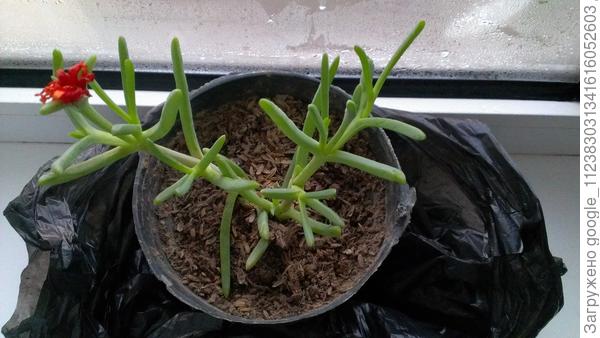 Помогите пожалуйста с названиями растений.