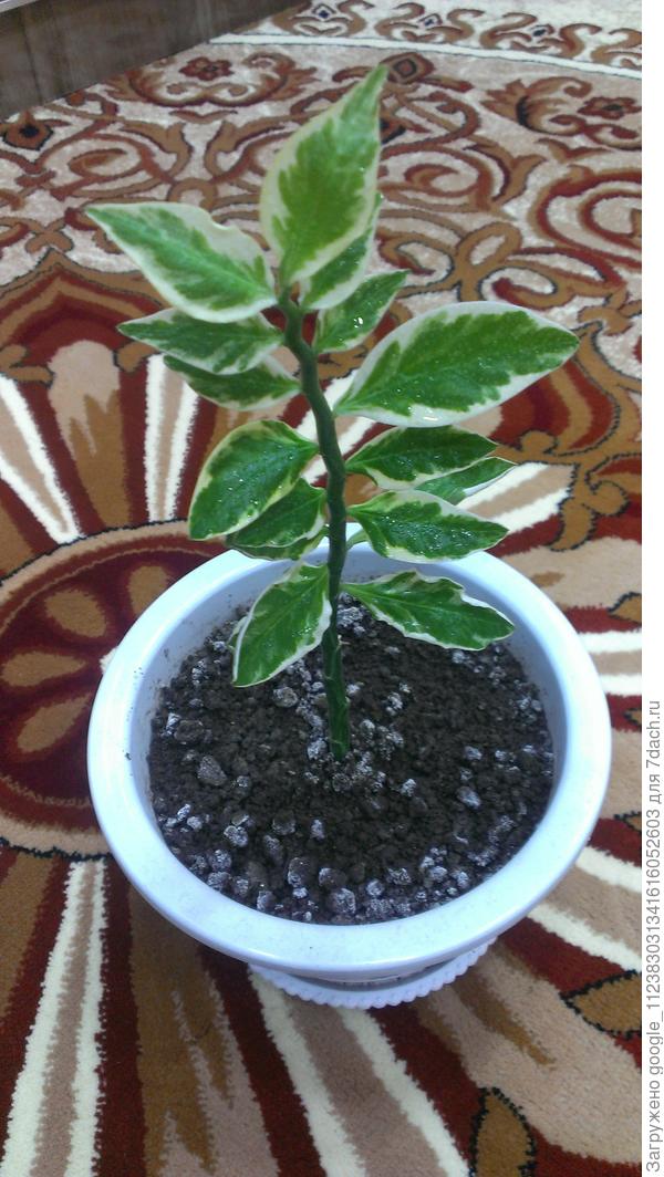 У этого растения может появиться новые ветки или оно вдлину только растет.