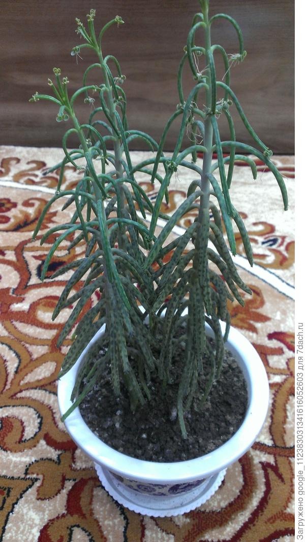 Подскажите пожалуйста что с ним не так. Все палочки опустились.