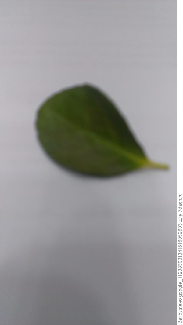 У бересклута в литьях начались появляться пятно ка будто они засохли. Что делать?