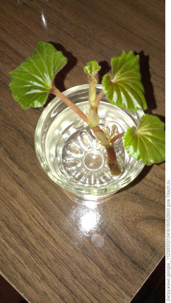 Здравствуйте, помогите пожалуйста с названием этого растения.