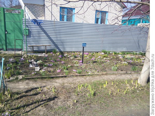 Заросли примул