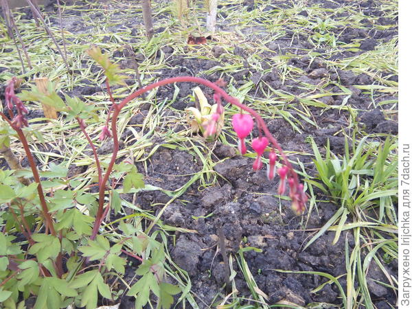 Дицентра расцвела