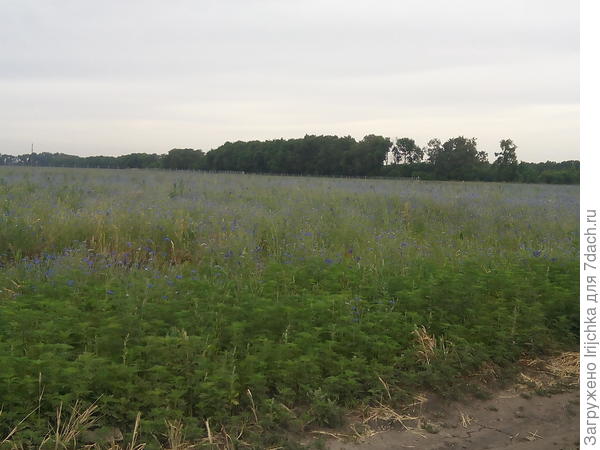 Васильковое поле перед домом