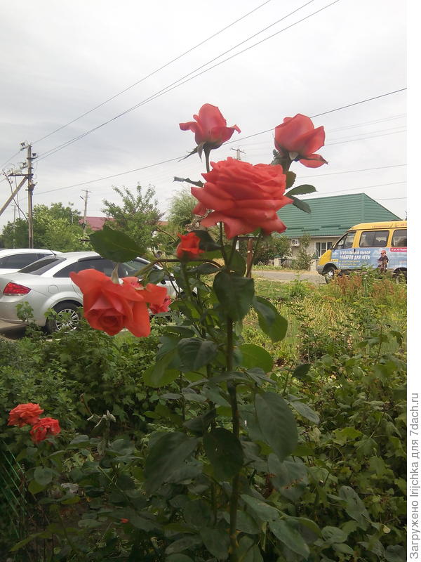 Вот такая роза