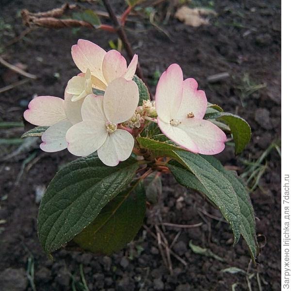 Осеннее цветение