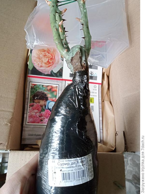 И сама роза