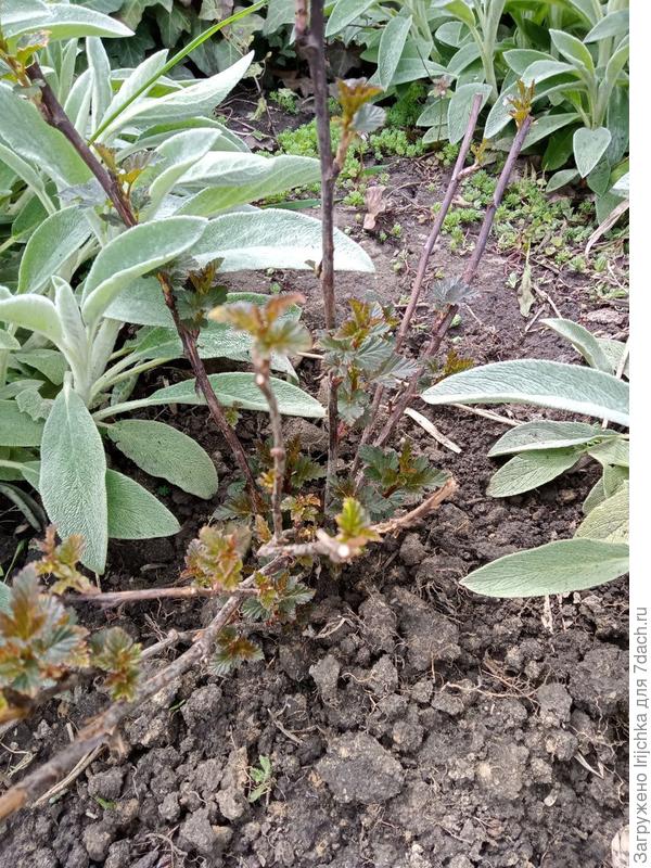 Пузыреплодник в саду