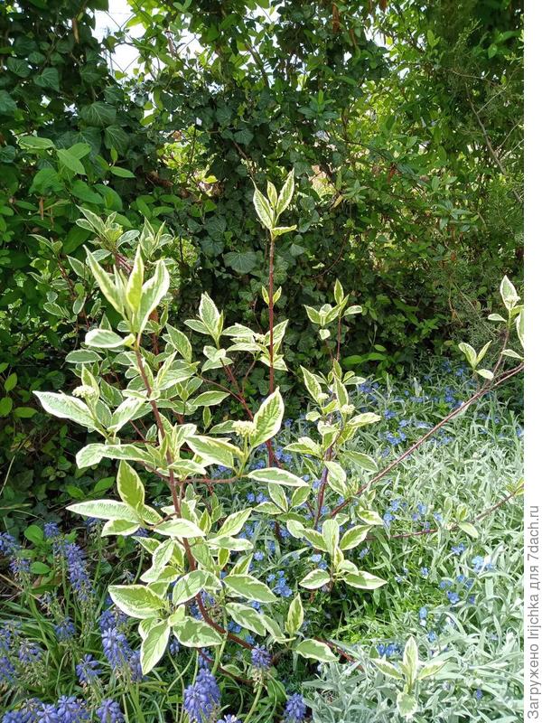 Дерен, мускари и ясколка