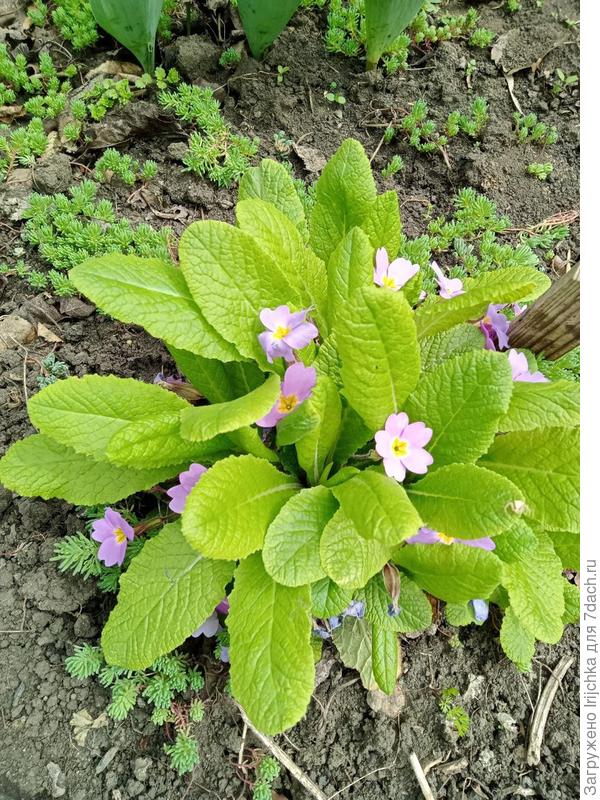 Примула розовая