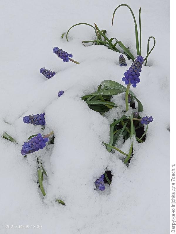 Мускари присыпало тоже