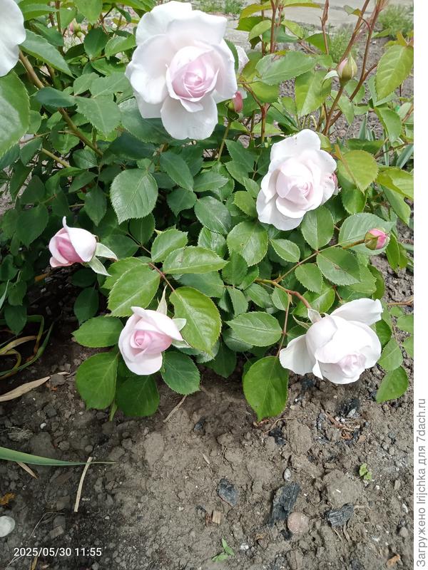 Первая роза на новом месте - Оливия роуз