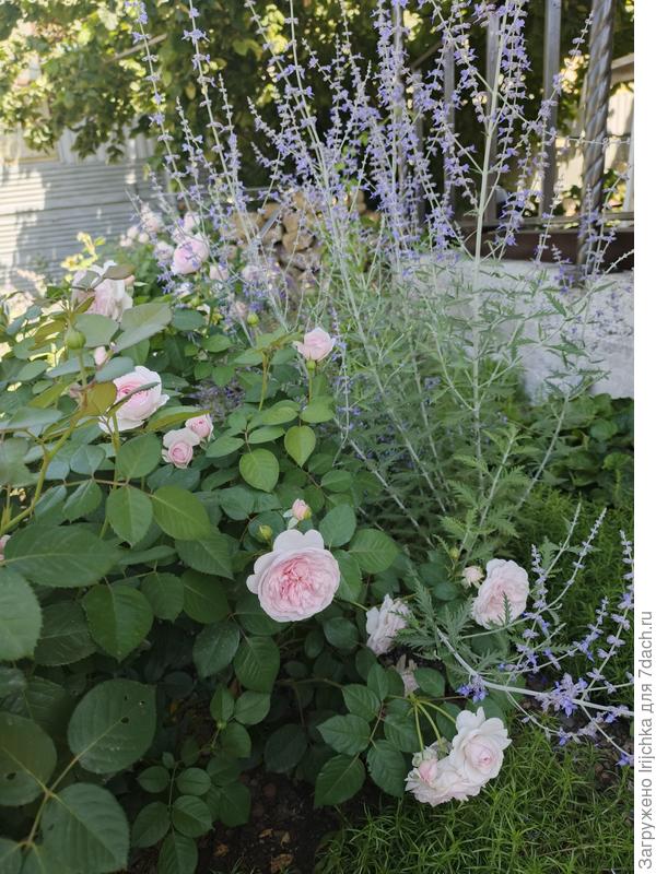 Она же