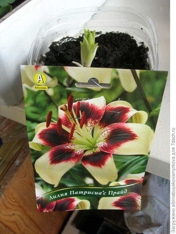 лилия азиатская  &amp;quot;Патрисия Прайд&amp;quot; - 2 шт.( в одной упаковке)