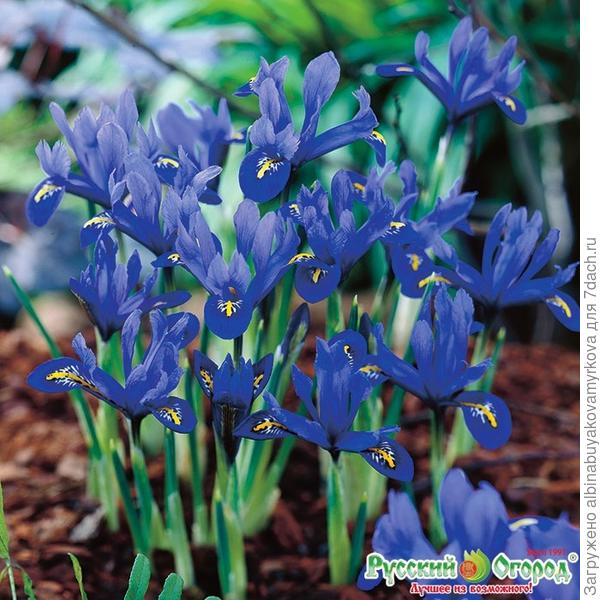 ирис сетчатый