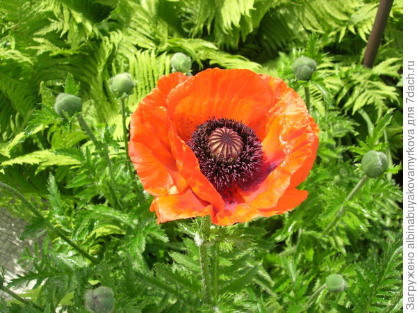 А это восточый