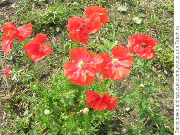 Мои самосевки