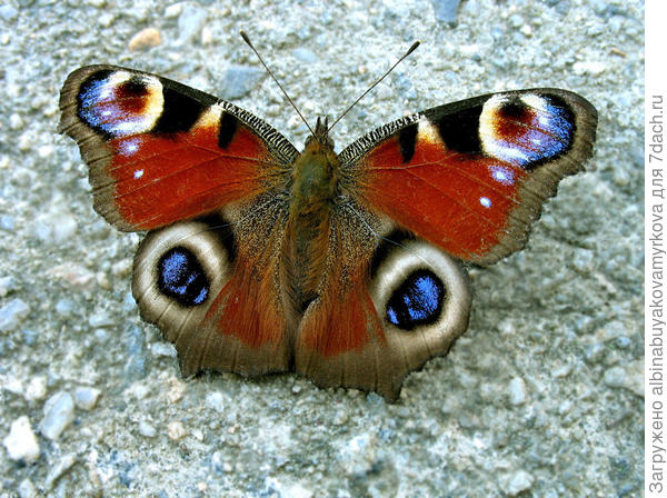 Павлиний глаз.