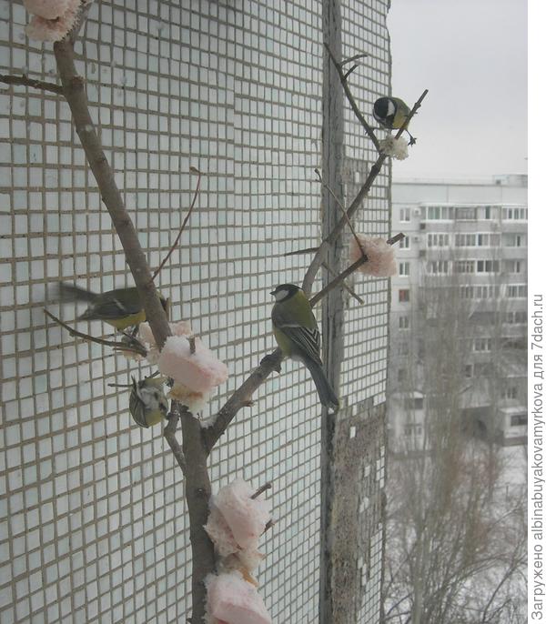 А я закрепила ветку за окном. Выше не видно, там кондиционер, верхний край ветки за  него завела, а нижний упирается в отлив. Только успеваю кусочки сала нанизывать, а на отлив семечки сыплю, но тогда налетают голуби и синичкам мало что достаётся.