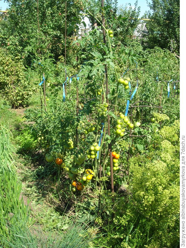 мои помидорки с ленточками