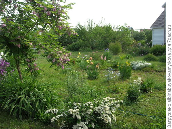 Голубой ленок почти по центру, а дальше ирис сибирский