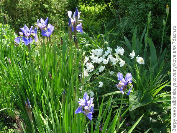 ирис сибирский и ветреница