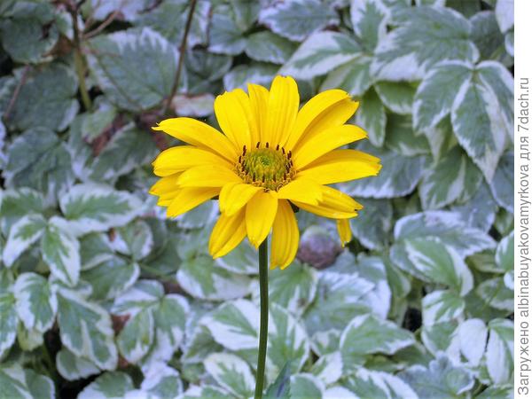 красивый фондля других цветов