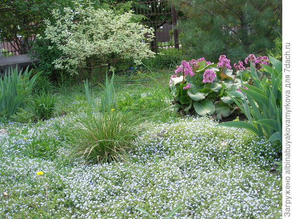 вероника цветёт