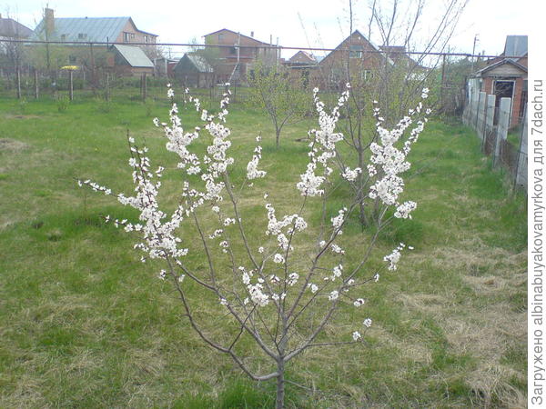 первая весна
