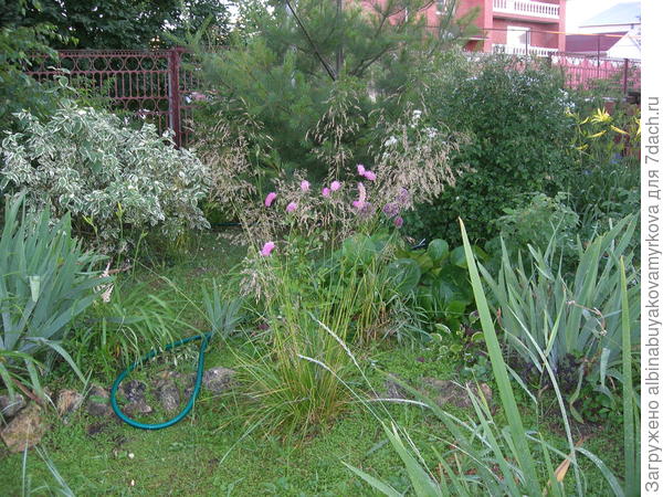 в щучке запуталась кровохлёбка.