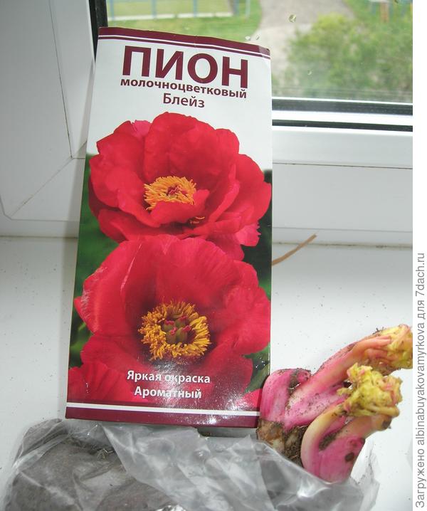 Пион