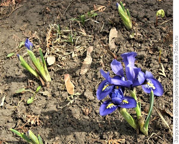 Сетчатый ирис.