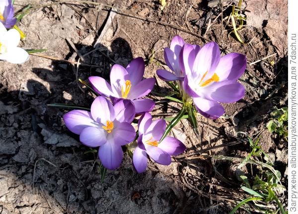 А крокусы отцвели....