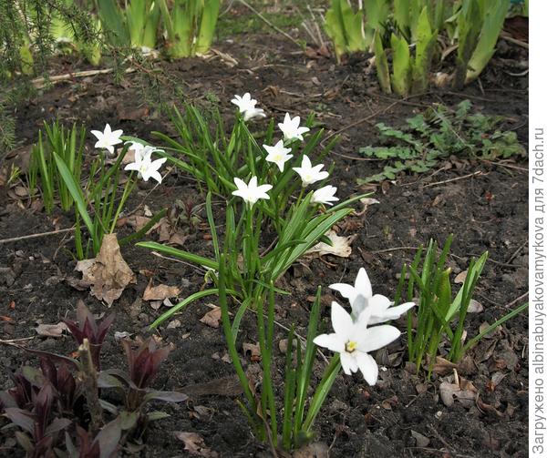 Хионодокса.