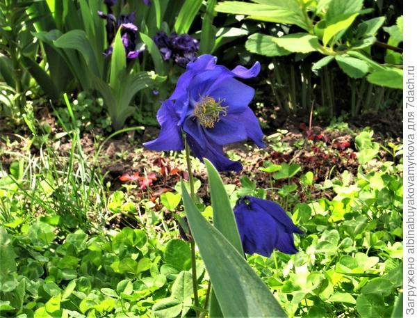 Водосбор железистый.