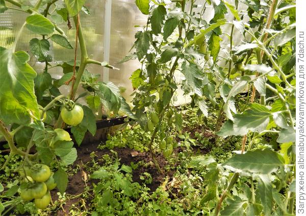 Ещё  расти и спеть.....