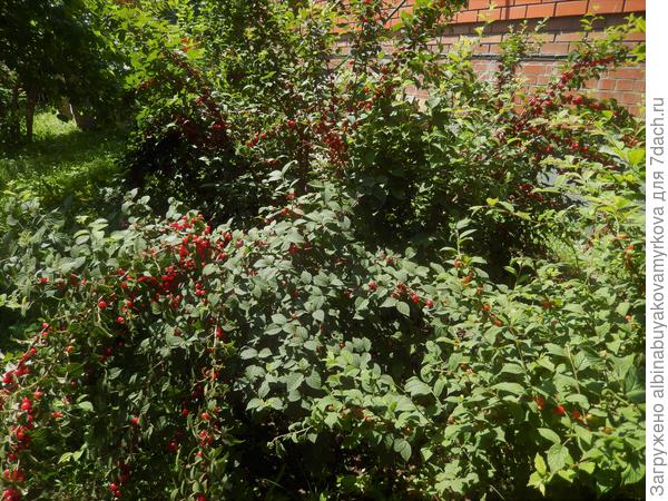 Войлочная......