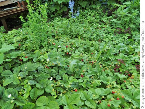 Под яблонями и вишнями..... незаметно 3 литра набрала....