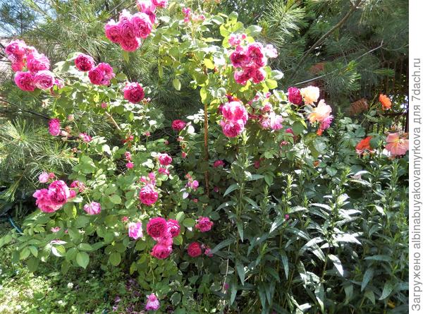 А это для души......