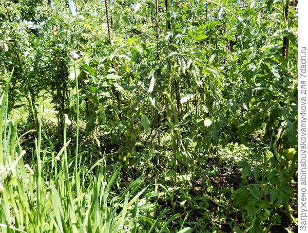 Помидорки на улице ещё маленькие.