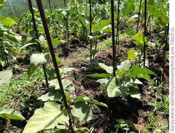 Только цвести начинают...