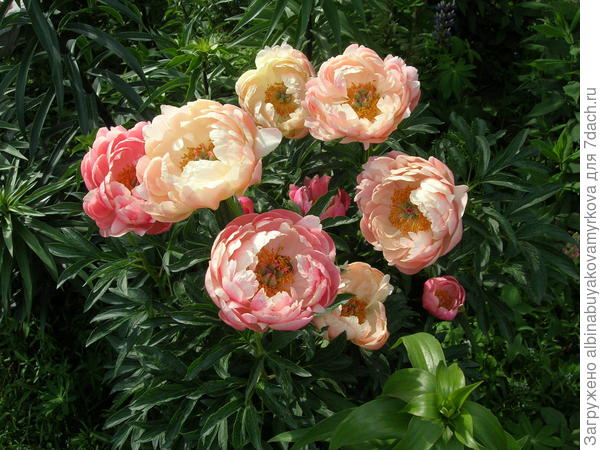 И вот такие превращения.....