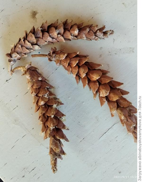 У нас первый урожай 2021 год