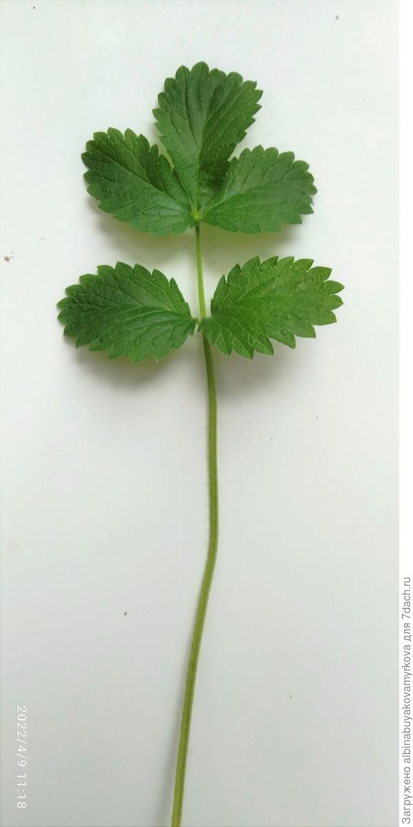 вот такой листик