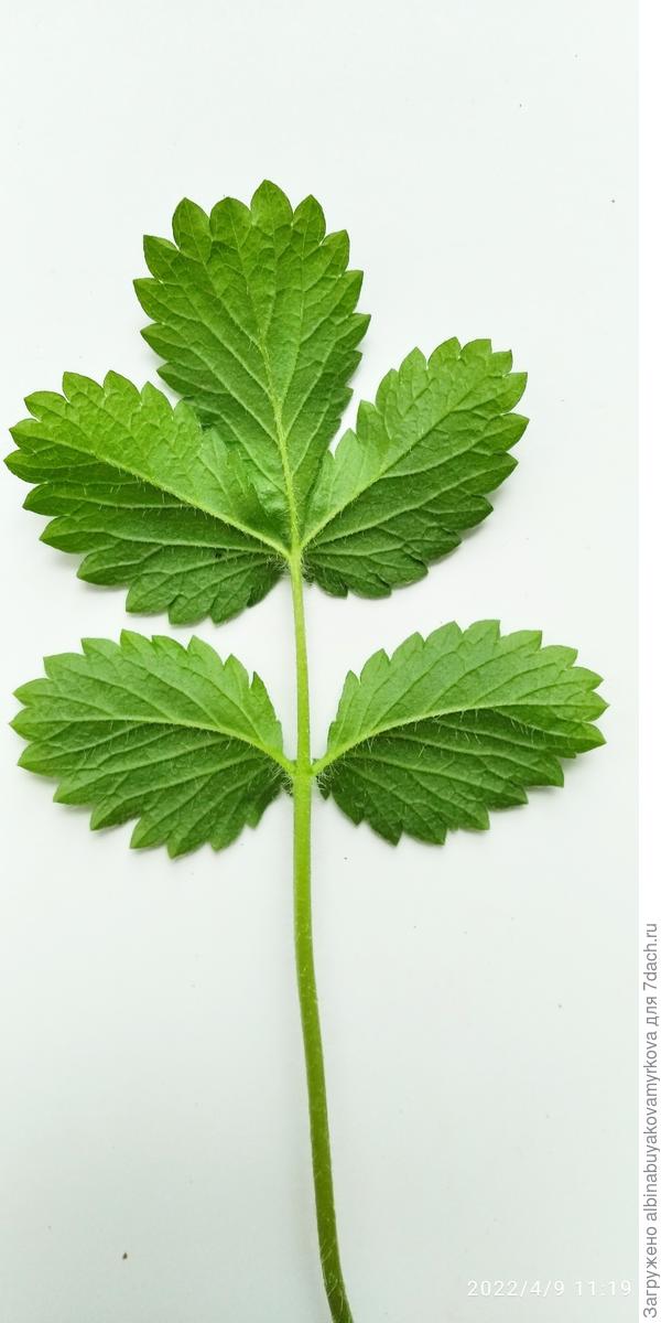 Нижняя сторона.