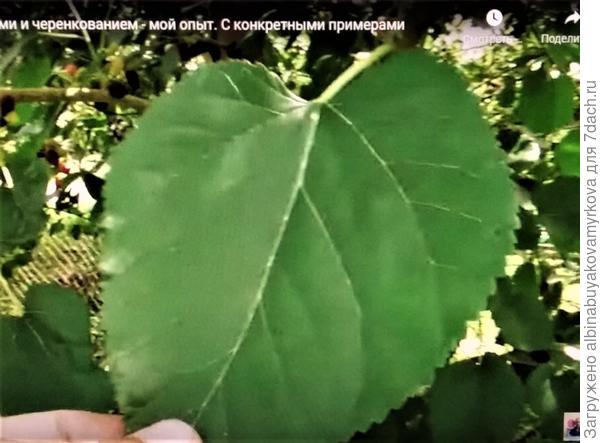 На большом дереве