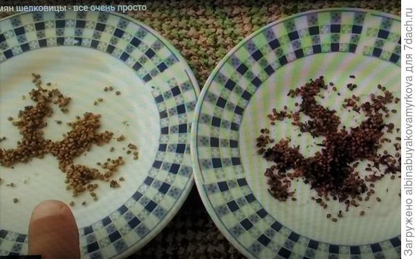 Семена шелковицы.