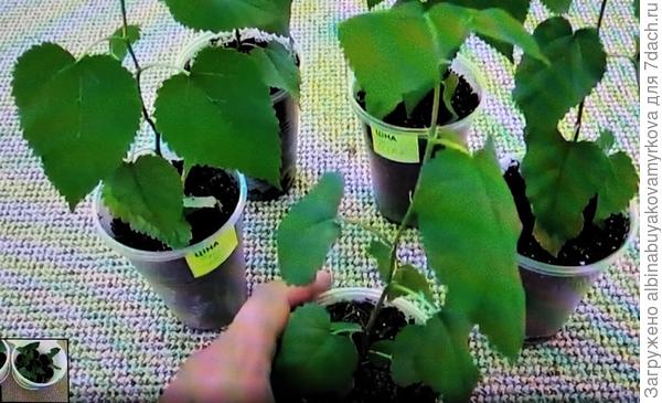 А это отросшие черенки, на Ваши очень похожи.